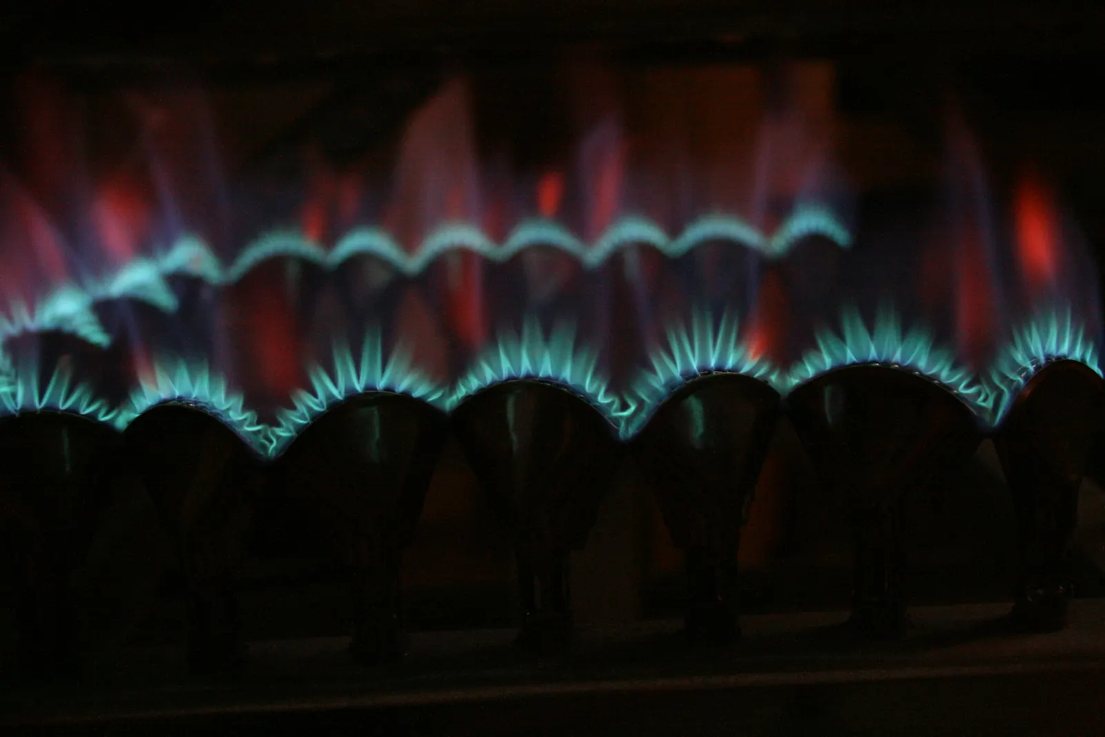 A row of blue gas burner flames in a dark appliance.